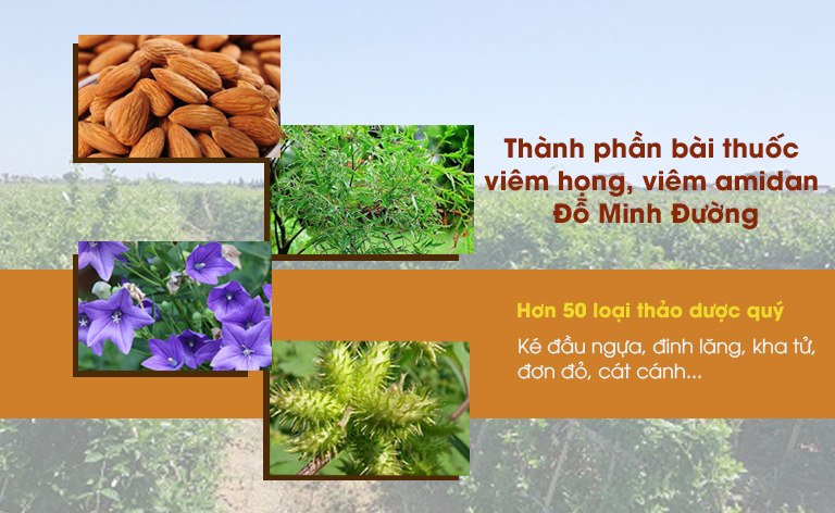 Thành phần bài thuốc Viêm Họng - Viêm Amidan Đỗ Minh